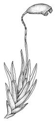 Fissidens pallidus, habit with capsule. Drawn from J.E. Beever 81-33a, AK 234788.
 Image: R.C. Wagstaff © Landcare Research 2014 